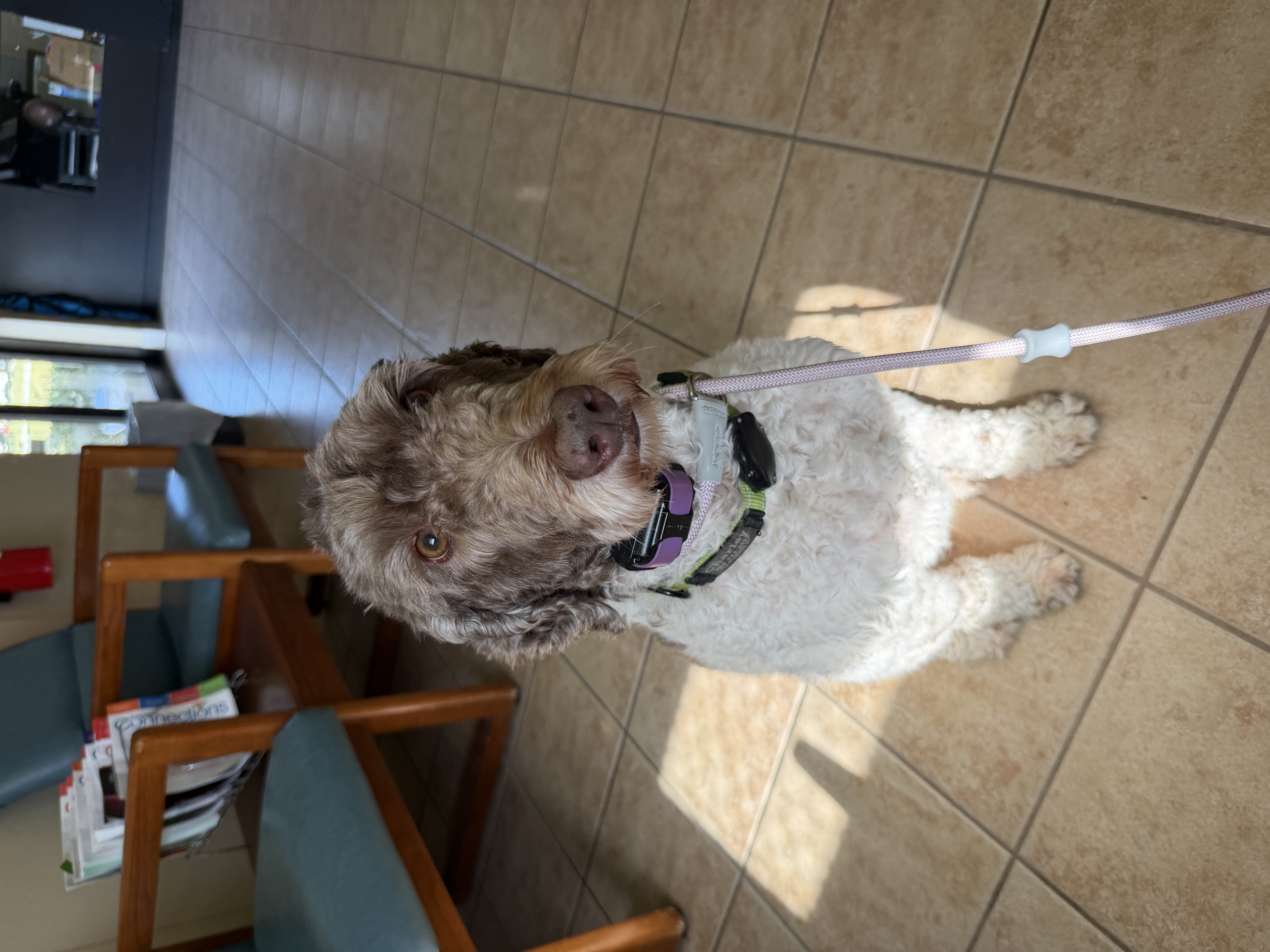 Preparing for Japan: Charley’s Big Vet Day!