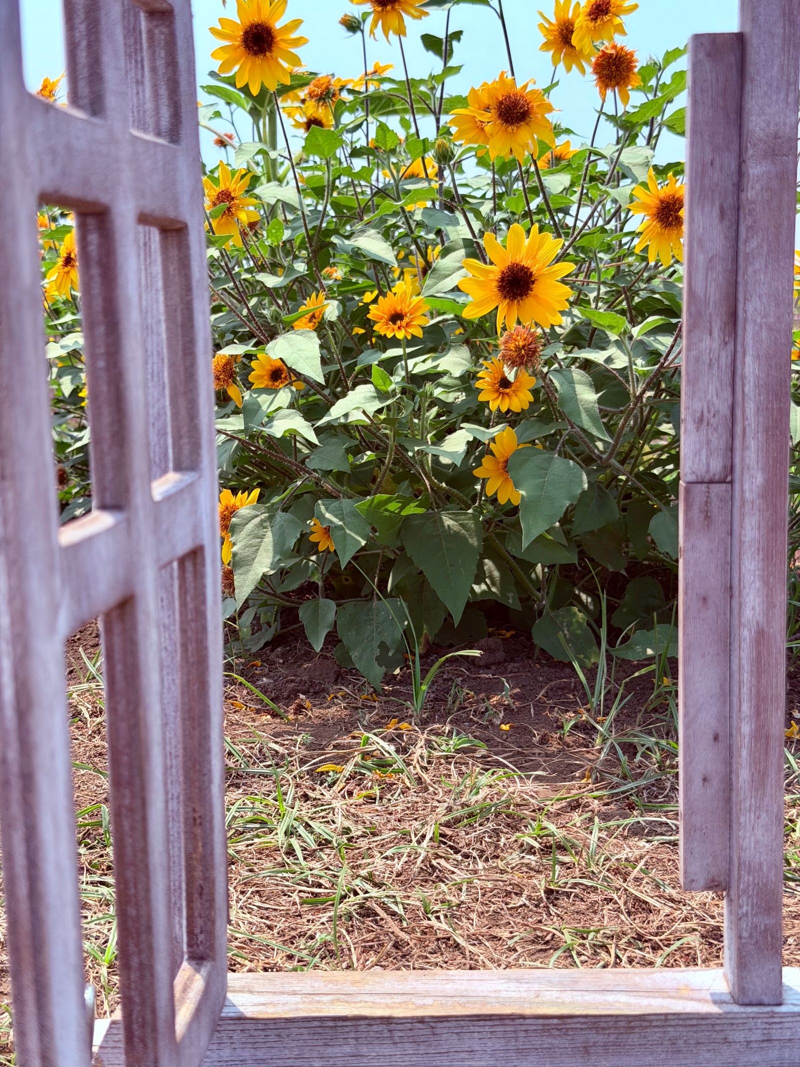 The Ultimate Summer Day Out at Soleil Hill! π»π’